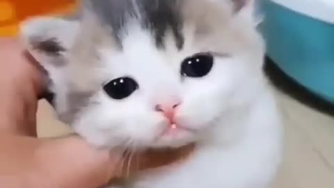 Cute kitten