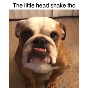 Little dog making deal