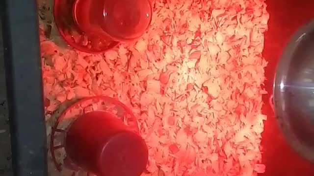 Chicks in a brooder Part 26