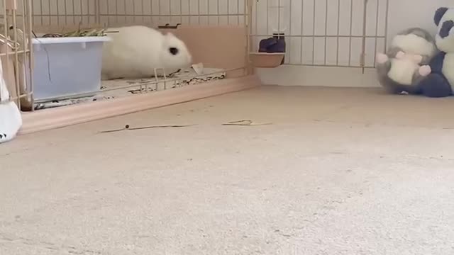 small pet rabbit