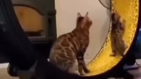 cats enjoy with circle swing