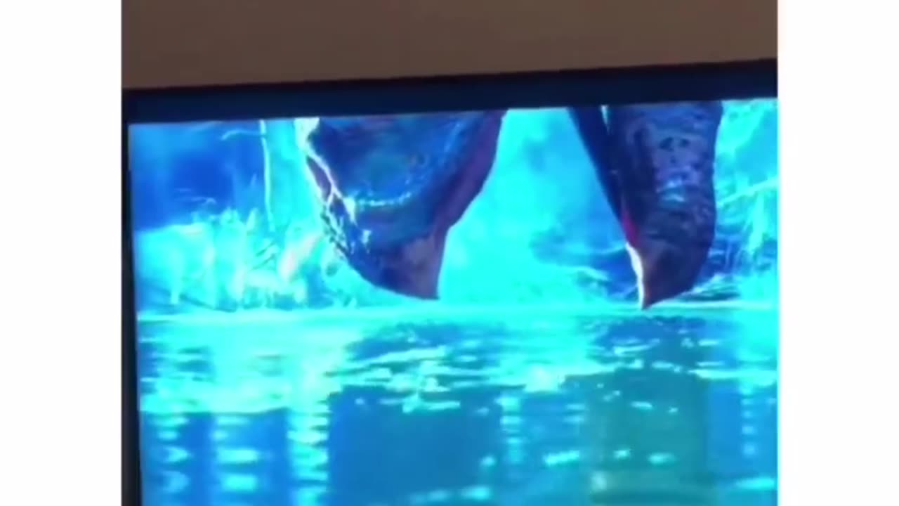 Funny Animal Videos