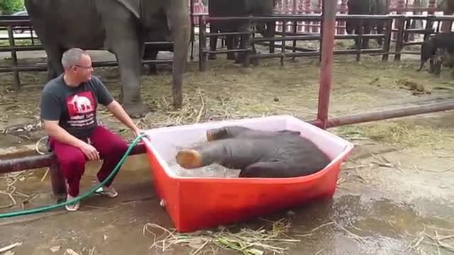 Baby Elephant Bathing 'Double trouble