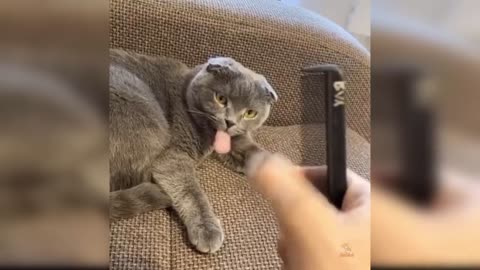 Funny cat video