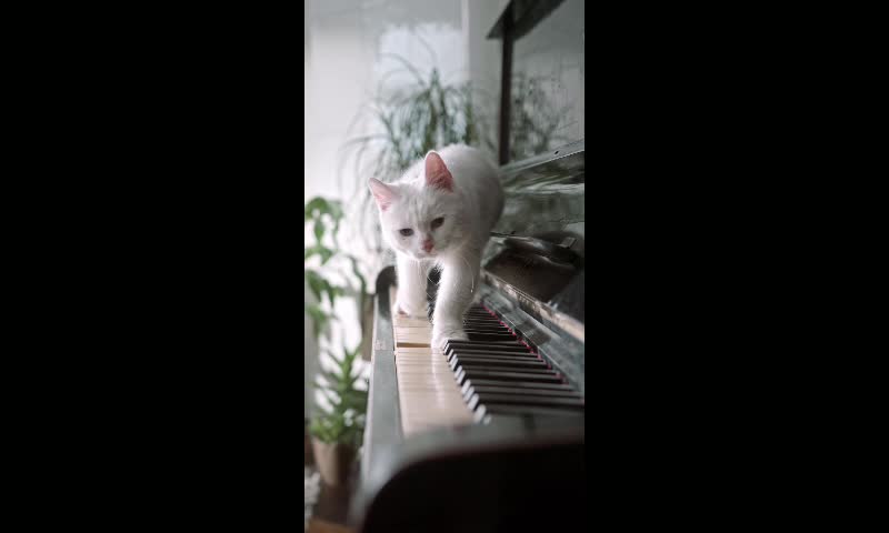 Cat playing piano