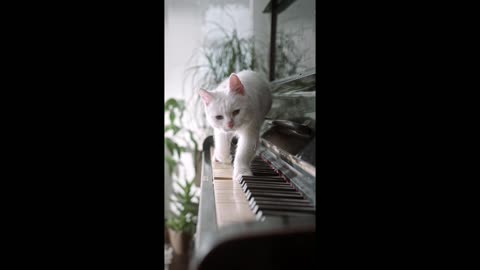 Cat playing piano