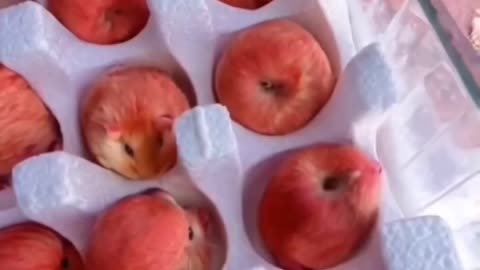 #funny #apple mice