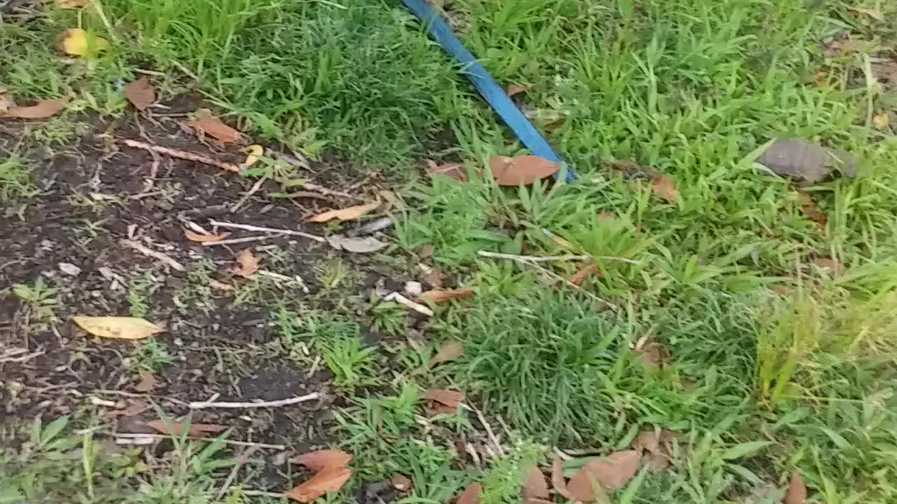 12.10.2024 CP00862 - Thongon St Garden Beds (44)