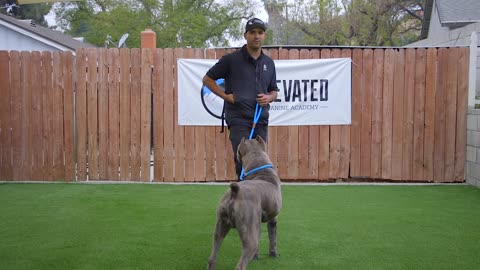 Dog training fundamentals- LESSON 1 (BONUS: develop your dog's "Hidden Intelligence")
