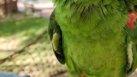 The cute little parrot learns to sing