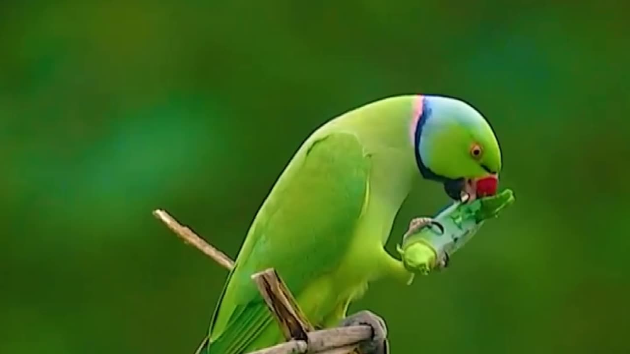 Rose-ringed parakeet