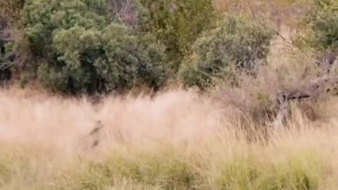 Leopard narrowly saved from crocodile