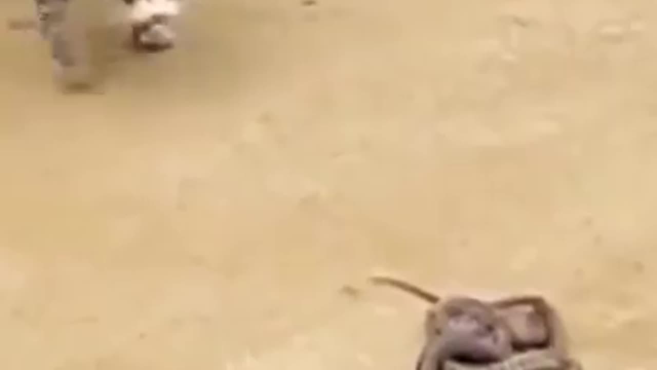 Cat and sanka full masti