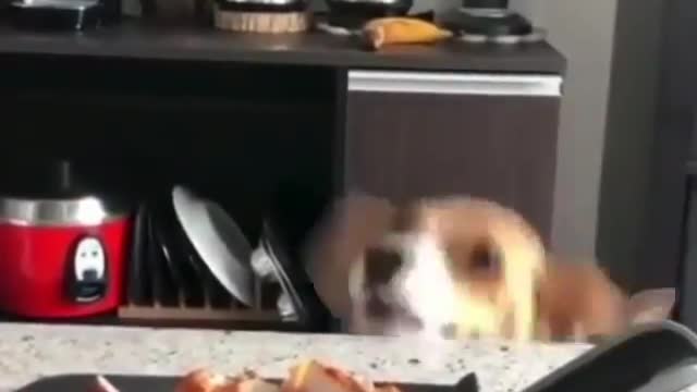 perrito trying to eat