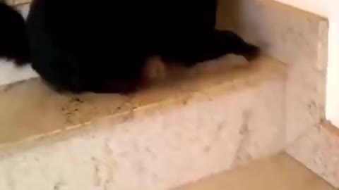 Check out this adorable and funny cat. will drive you crazy!