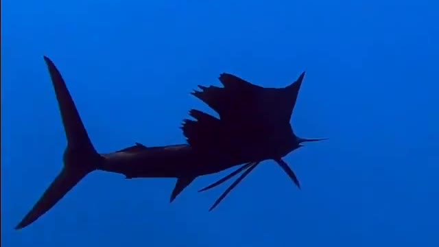 Marlin at the bottom of the ocean.