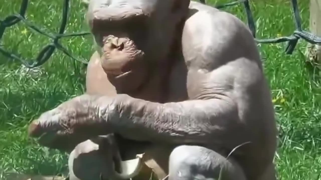 Animals without hair look.. different. 😮