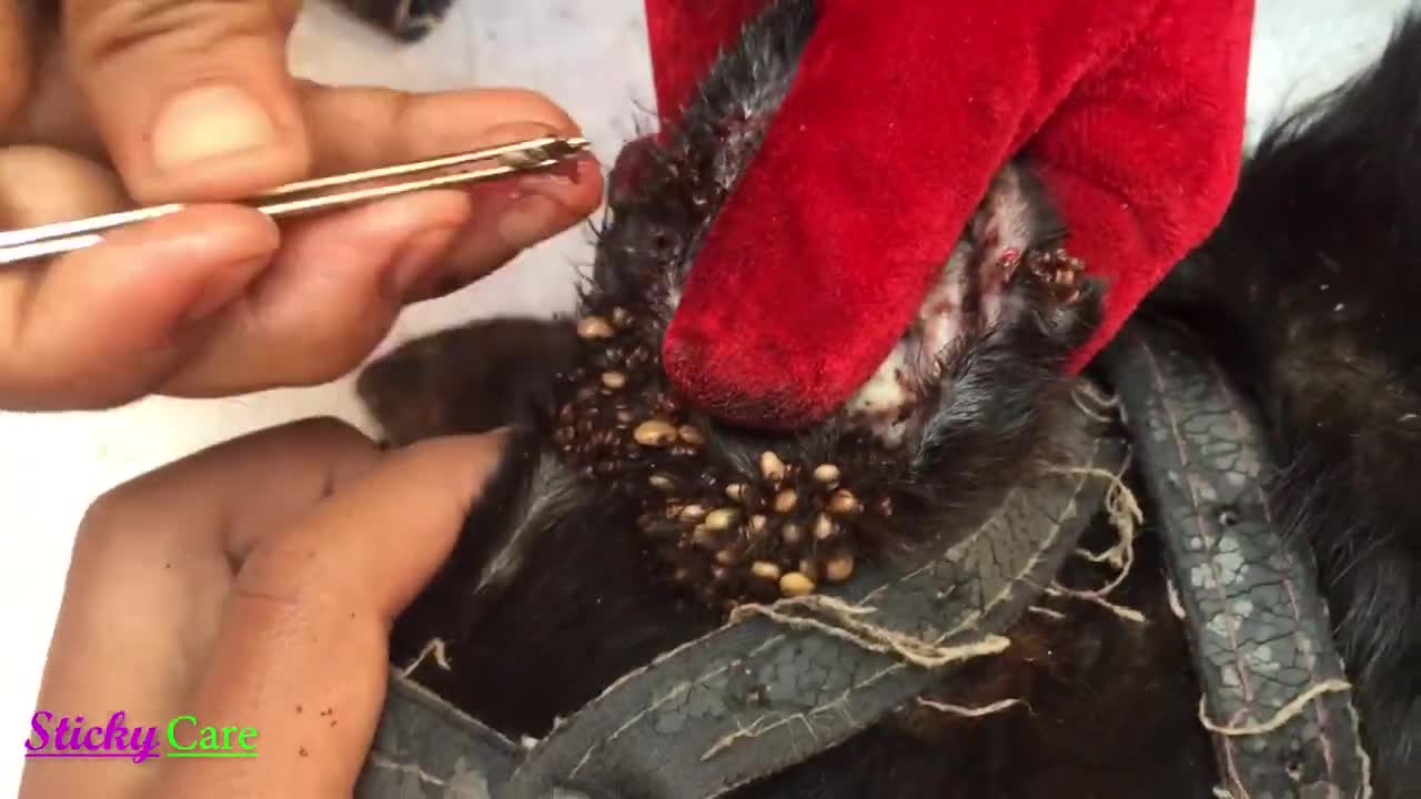 Removing All Ticks From Dog - Dog Ticks Removing Clip