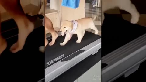 Cute puppy in an exercise