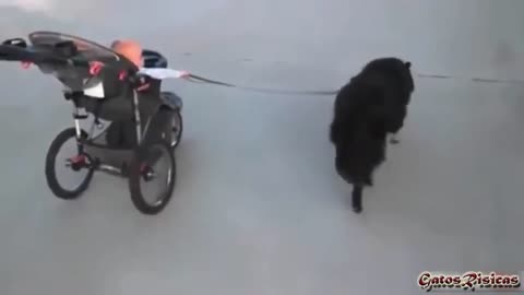 Amazing how this dog takes his baby♥