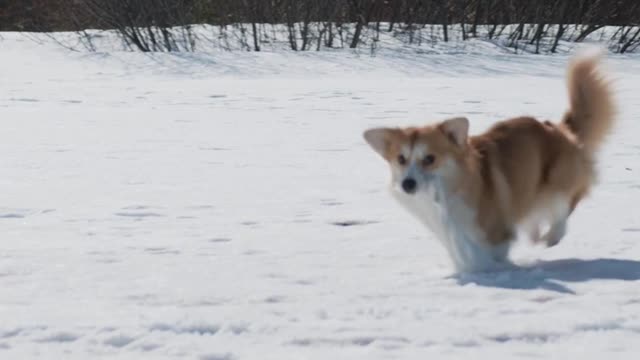 Corgi On Snow