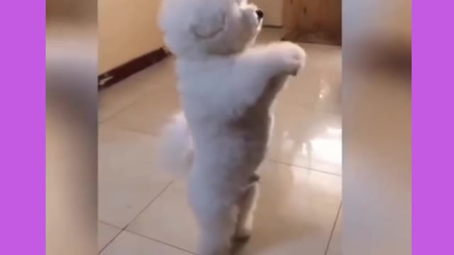 Dancing puppy