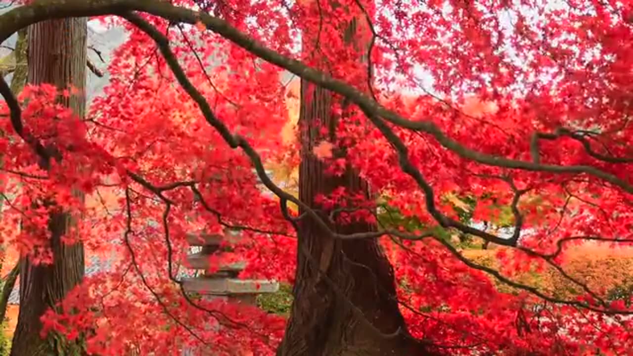 Beautiful Red flowers in Spring season