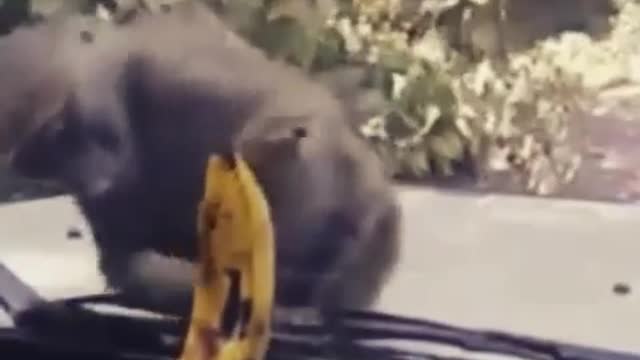 Funny videos of Monkey trying to eat banana