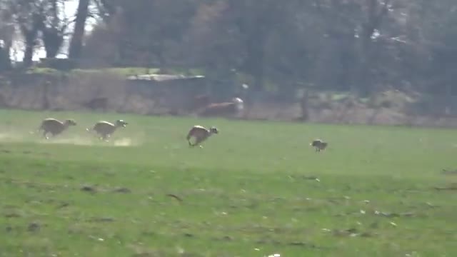 Galgos de compo