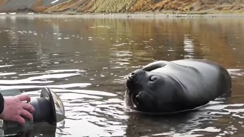 Baby Elephant Seal Play Time on Vimeo