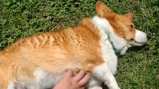 Buddy let me rub the belly