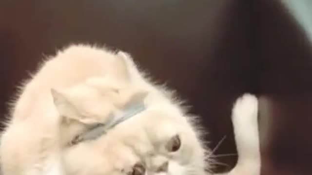 Cute funny Cat Video