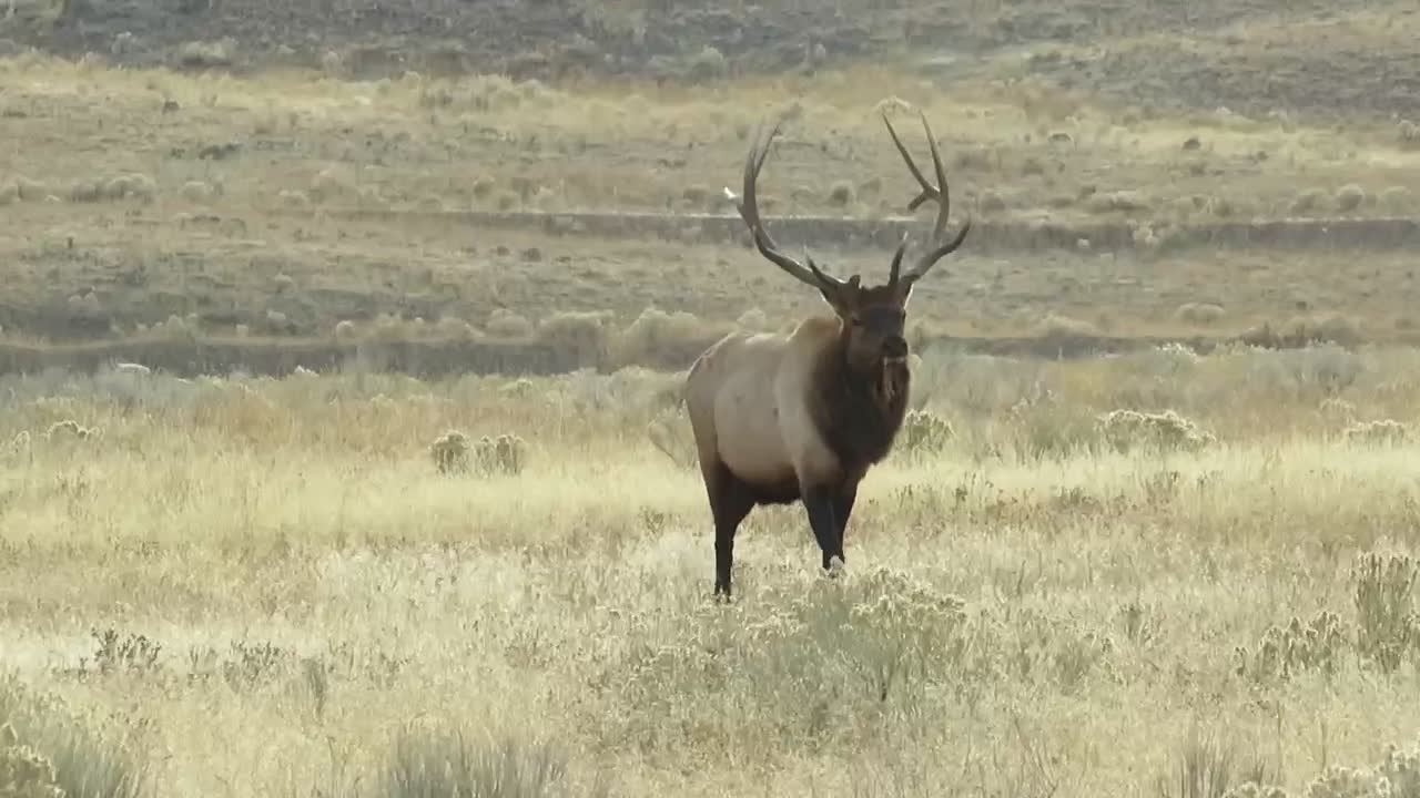 Bull Elk in Yellowstone