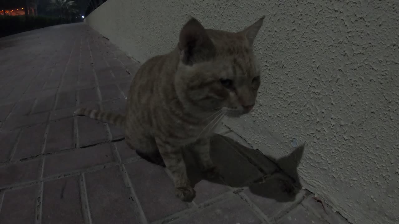 CHRIS MARTIN - Homeless cat in Ras Al Khaimah, UAE #cat #cats #ChrisMartin #foryou #UAE #pets #viral