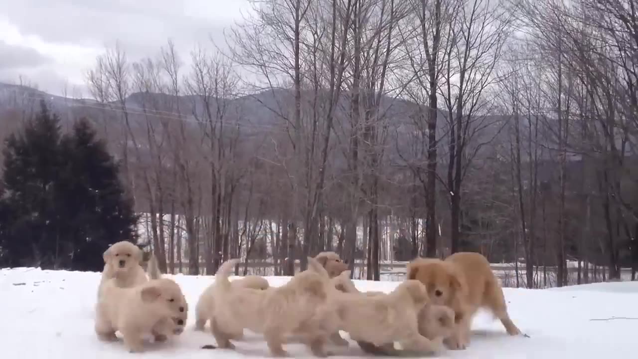 Golden Dogs Playing