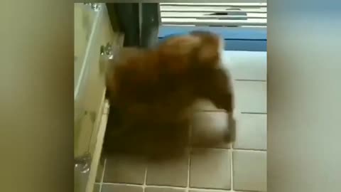Funny pets videos 2 - compiled