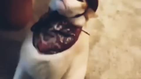 Funny Cat Video 😂