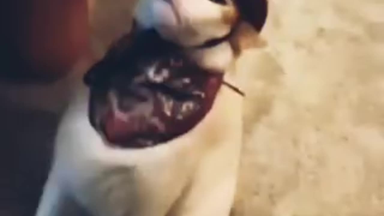 Funny Cat Video 😂