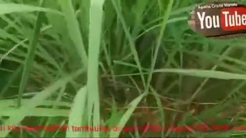 Asam urat & rematik sembuh berkat tanaman serai