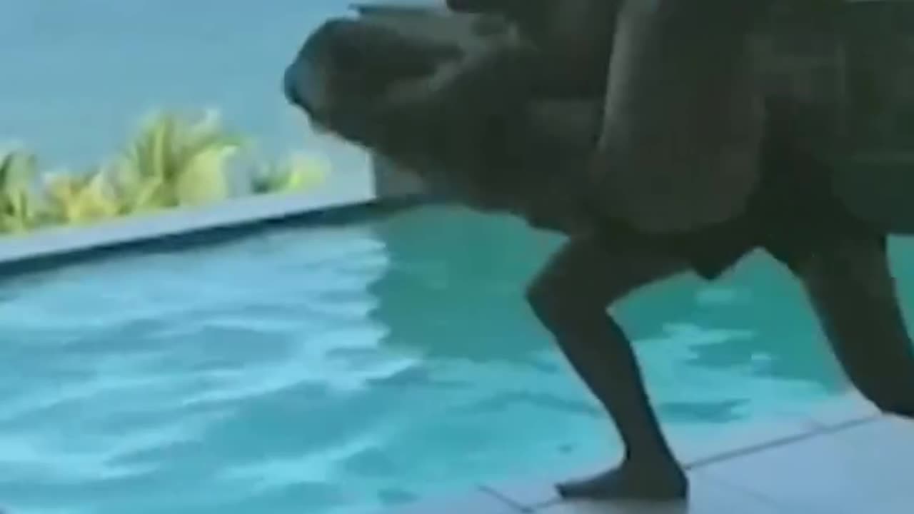 VIDEOFUNNY