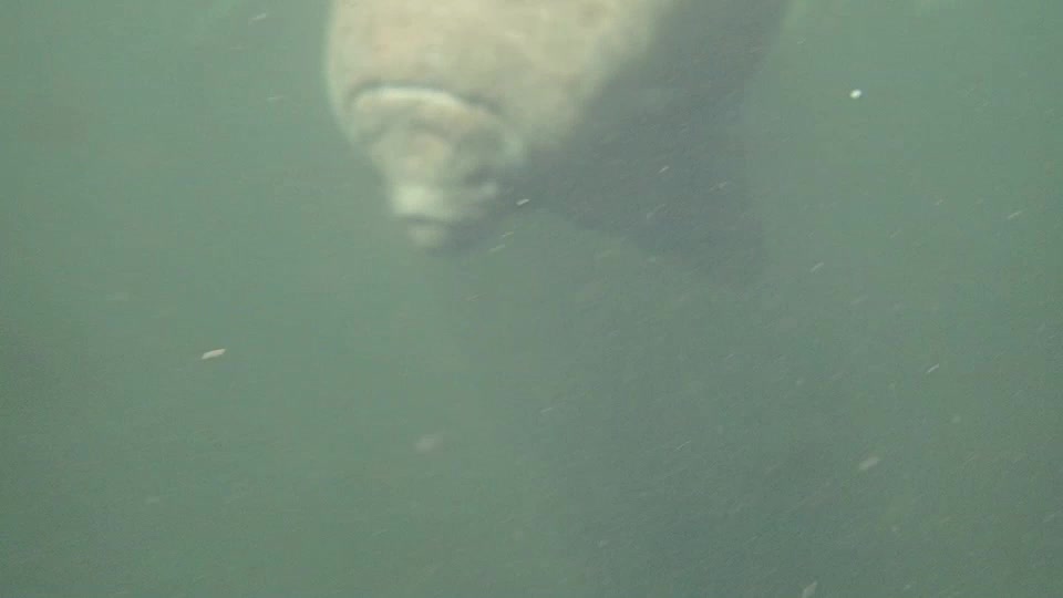 FUN LITTLE MANATEE FRIEND