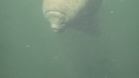 FUN LITTLE MANATEE FRIEND