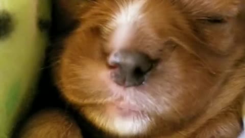 Cute puppy sleeping and making faces