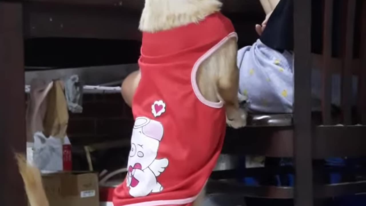 My Dog Begging For Food