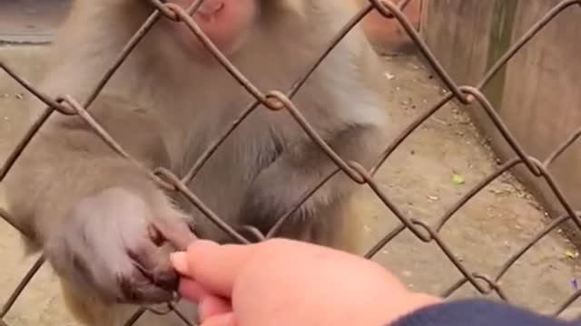 funny monkey