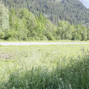 Рядом часто бывают коровы