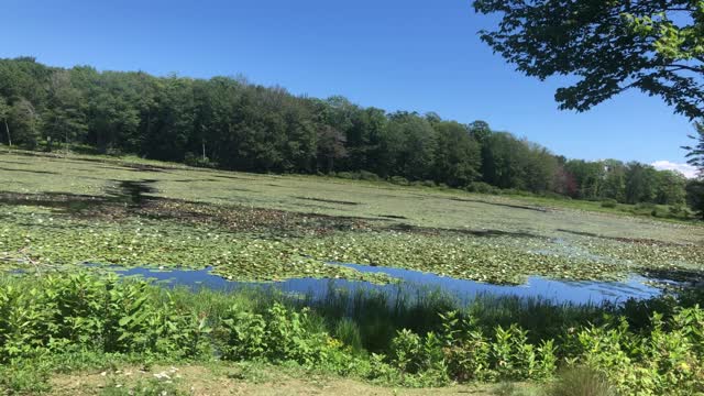 MarshLand in the Summer, Beautiful Lake Michigan Waves