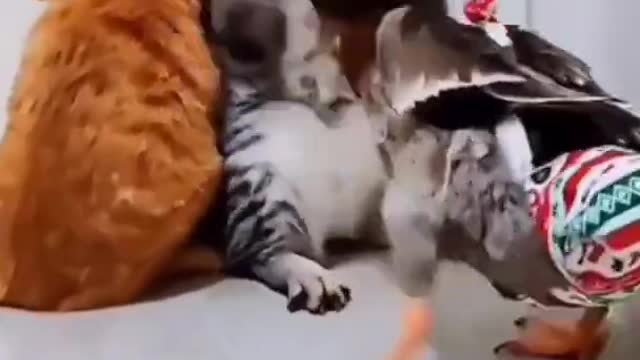 Funny cat pets video