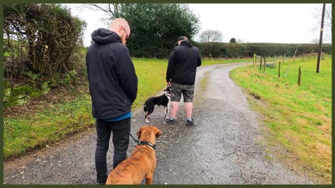 How To FIX Aggressive Behaviour From Your Dog on a Lead INSTANTLY!