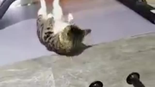 How a cat does exercise